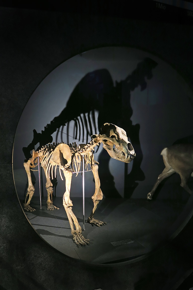 naturhistorisches museum der universitat zurich 8-2024 1012