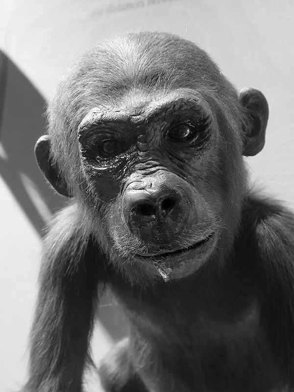 nhm oslo 7-2018 6498