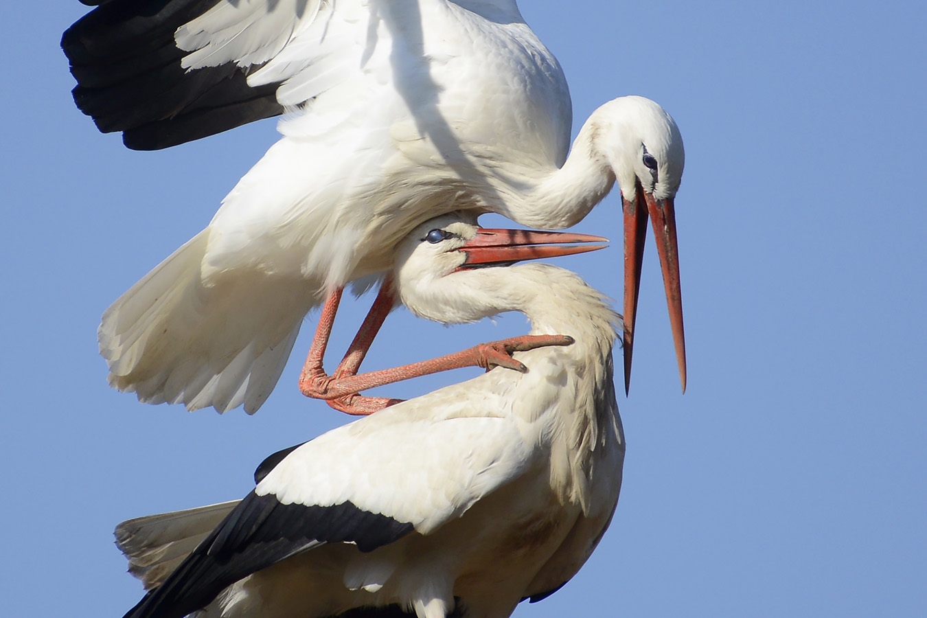ooievaar (ciconia ciconioa) 3-2026 3117-