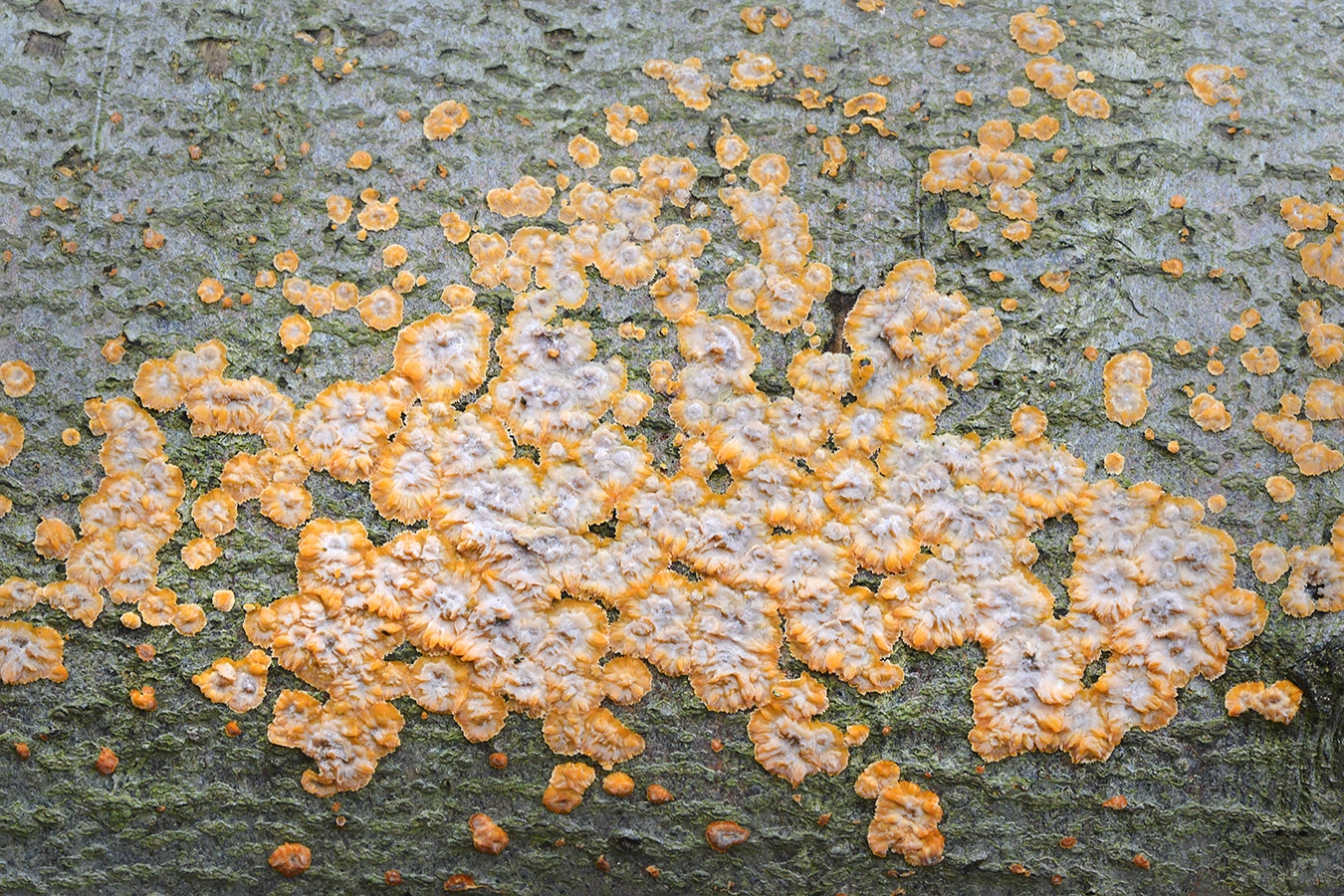 oranje aderzwam (phlebia radiata) 11-2024 1744