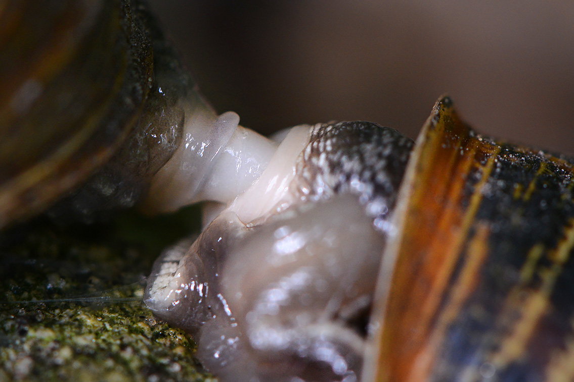 paring segrijnslak (Cornu aspersum) 7-2021 8023