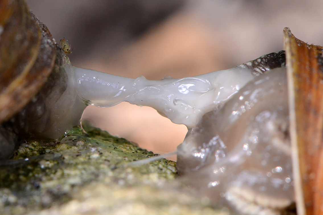 paring segrijnslak (Cornu aspersum) 7-2021 8085