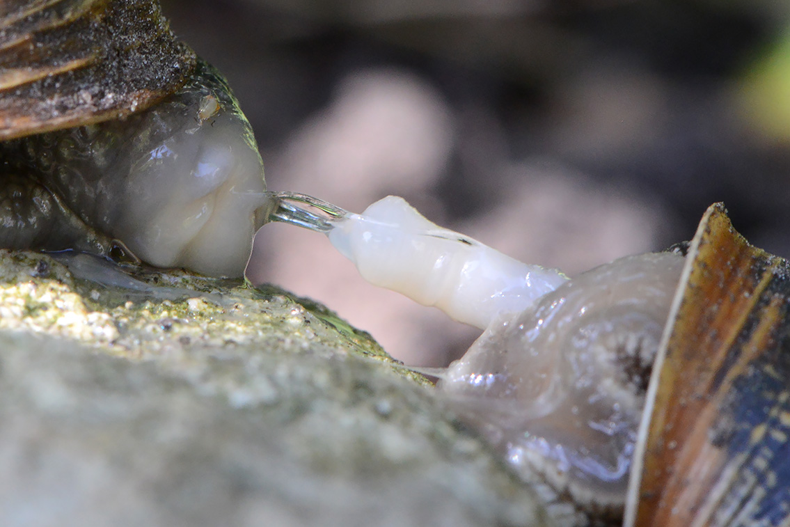 paring segrijnslak (Cornu aspersum) 7-2021 8094