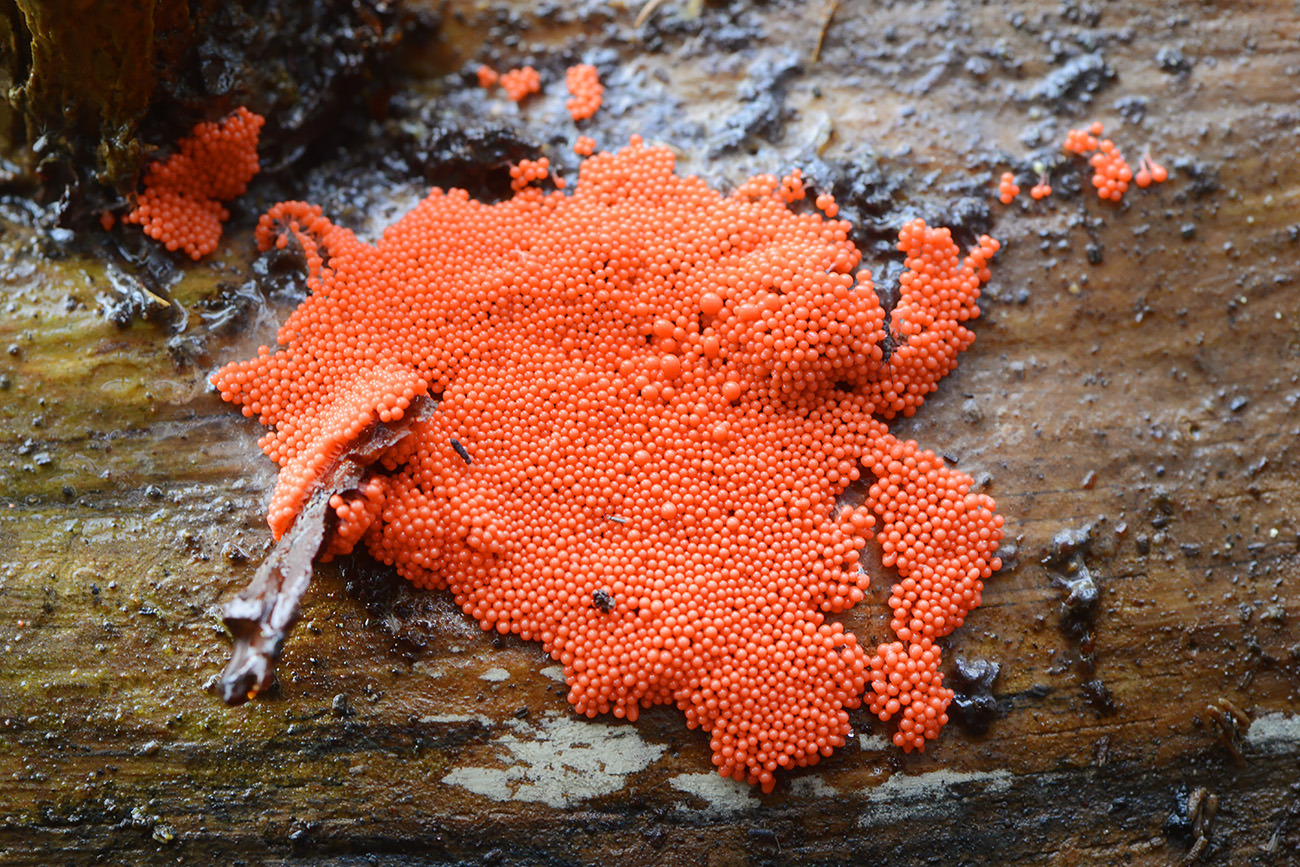 peervormig draadwatje (trichia decipiens) 12-2021 0665