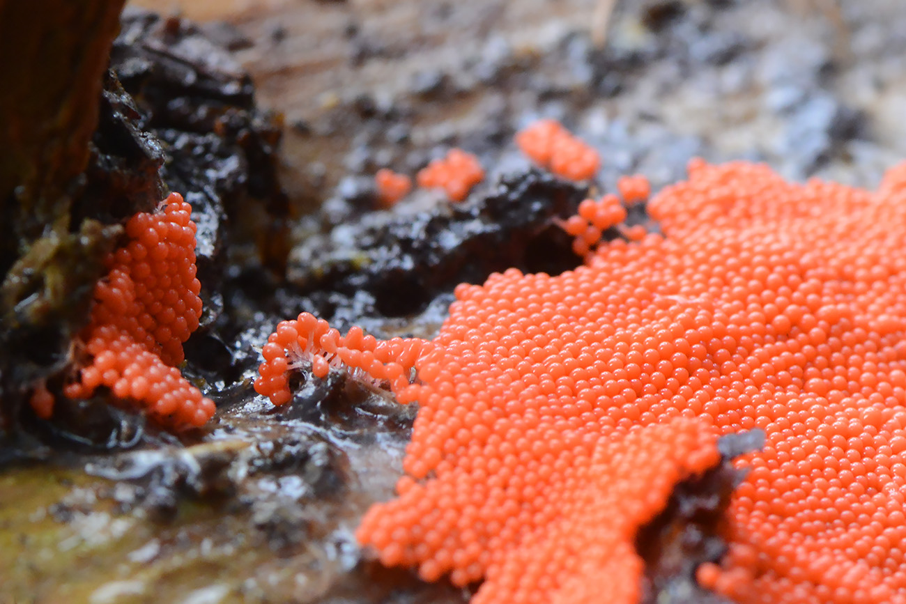 peervormig draadwatje (trichia decipiens) 12-2021 0671