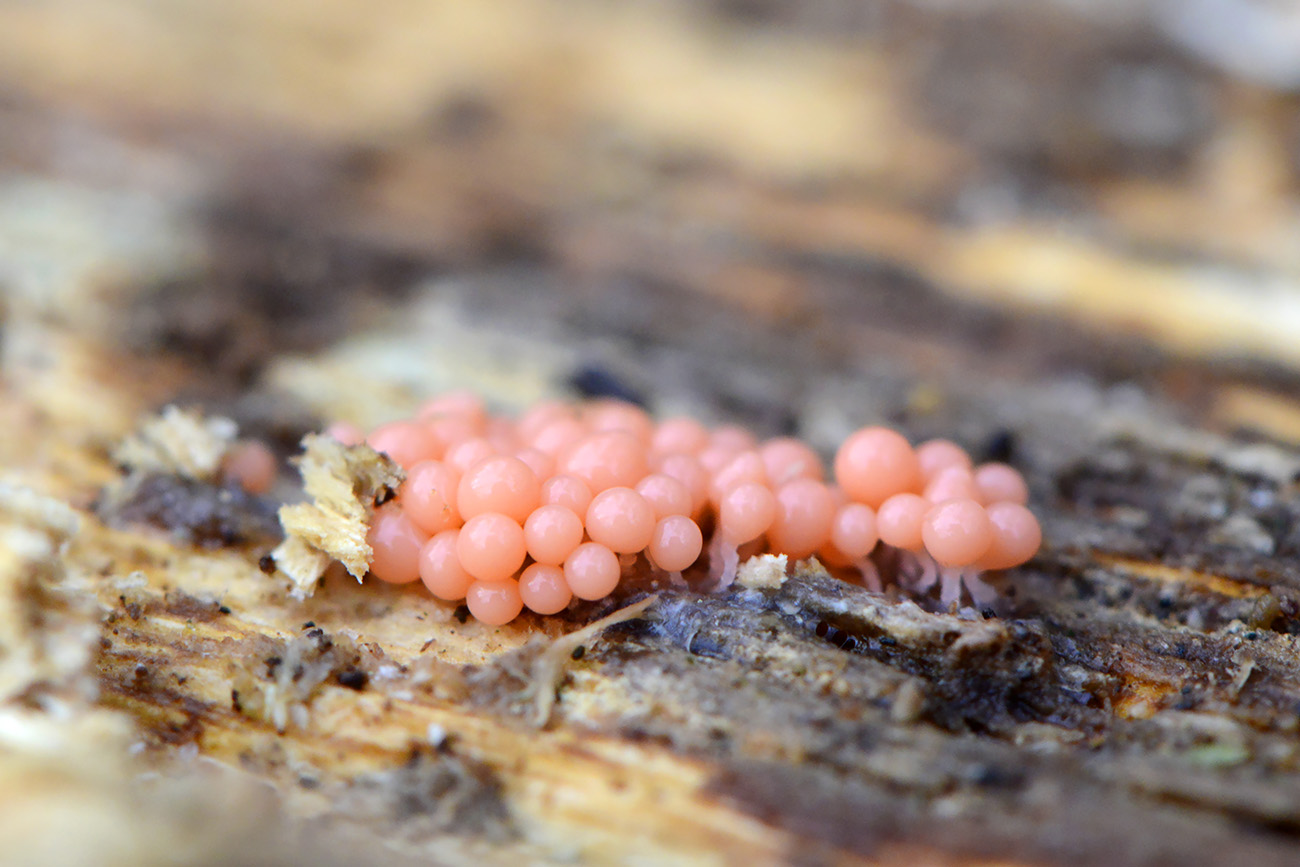 peervormig draadwatje (trichia decipiens) 12-2021 0729