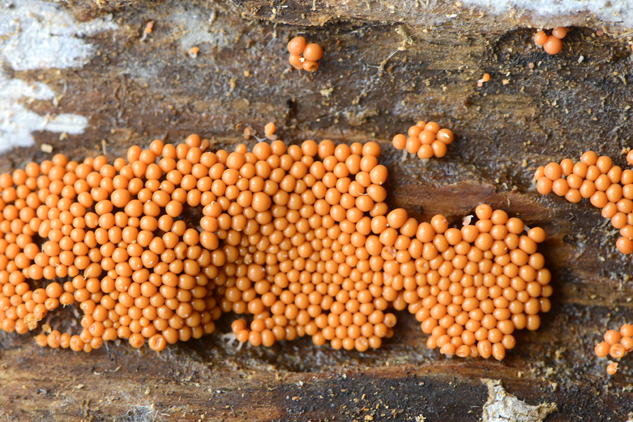 peervormig draadwatje (trichia decipiens) 12-2021 0733