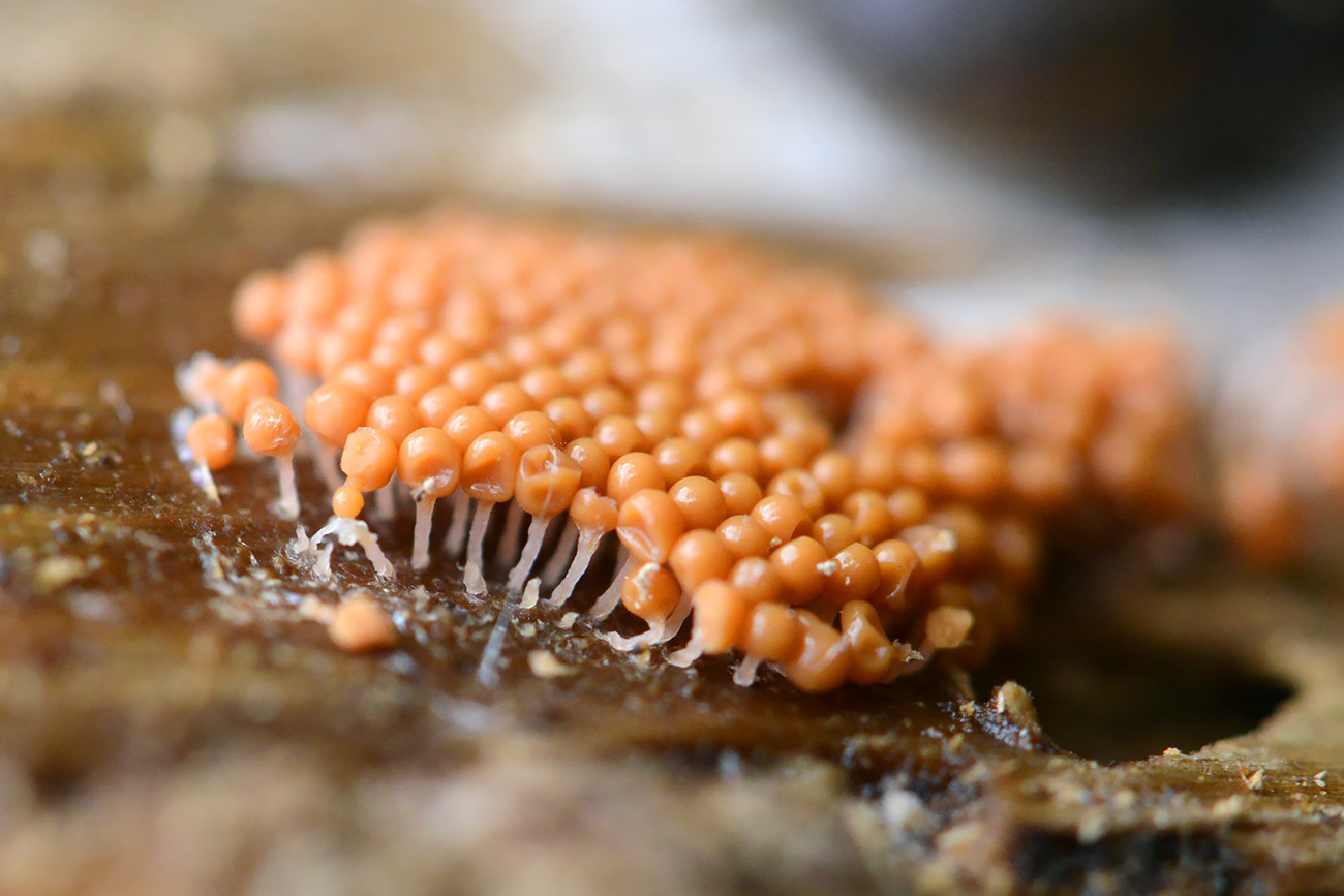 peervormig draadwatje (trichia decipiens) 12-2021 0738