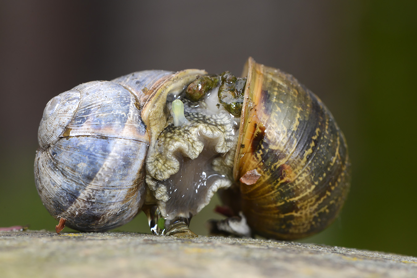 pijl van segrijnslak 5-2023 7815