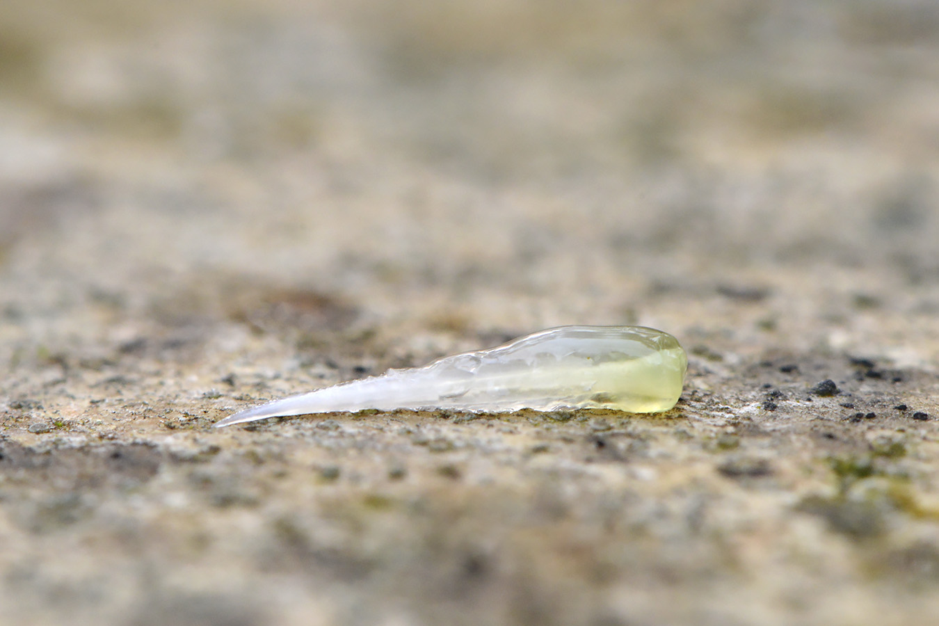 pijl van segrijnslak 5-2023 7824