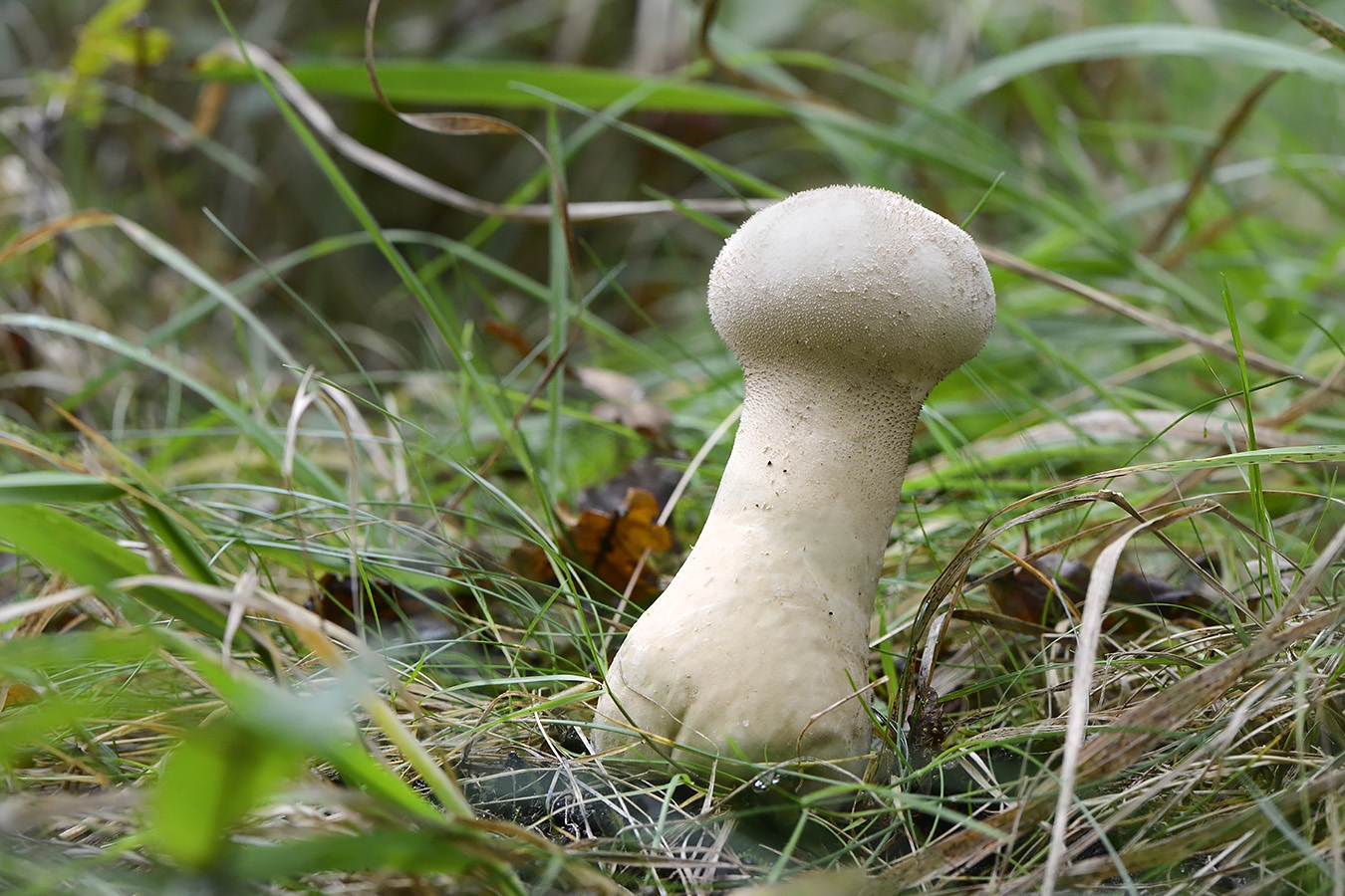 plooivoetstuifzwam (lycoperdon excipuliforme) 10-2024 1366