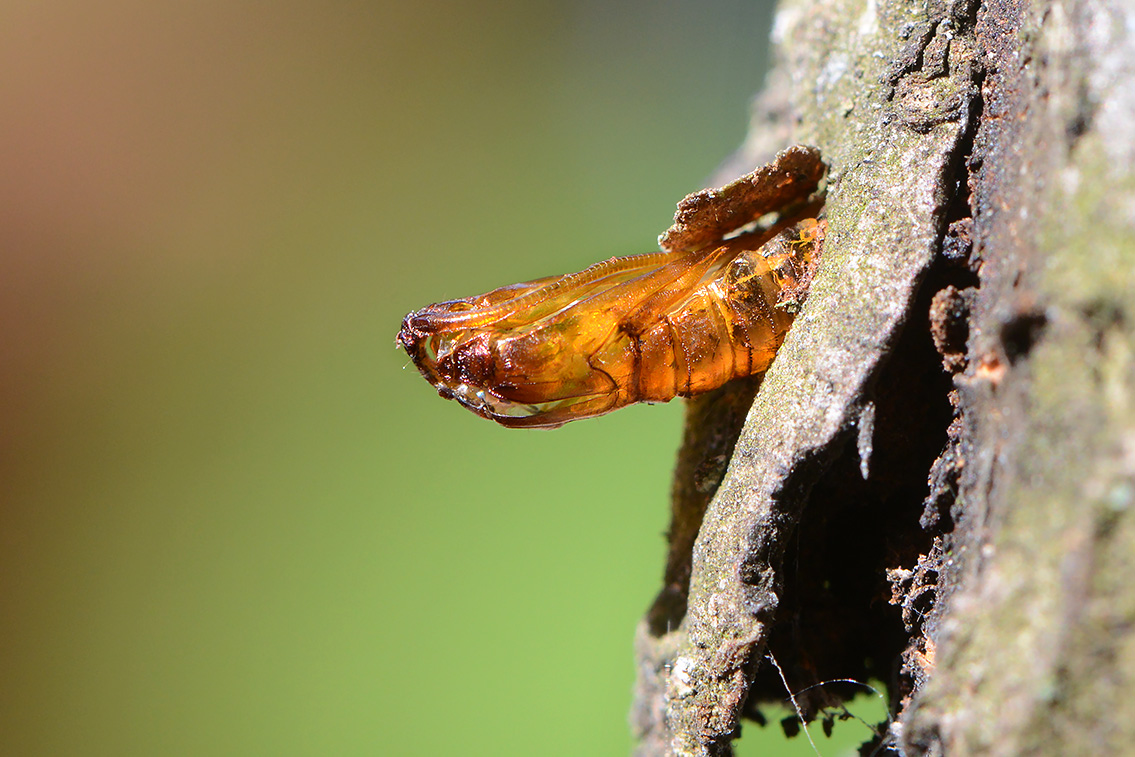 pop appelglasvlinder (Synanthedon myopaeformis) 6-2021 7556-