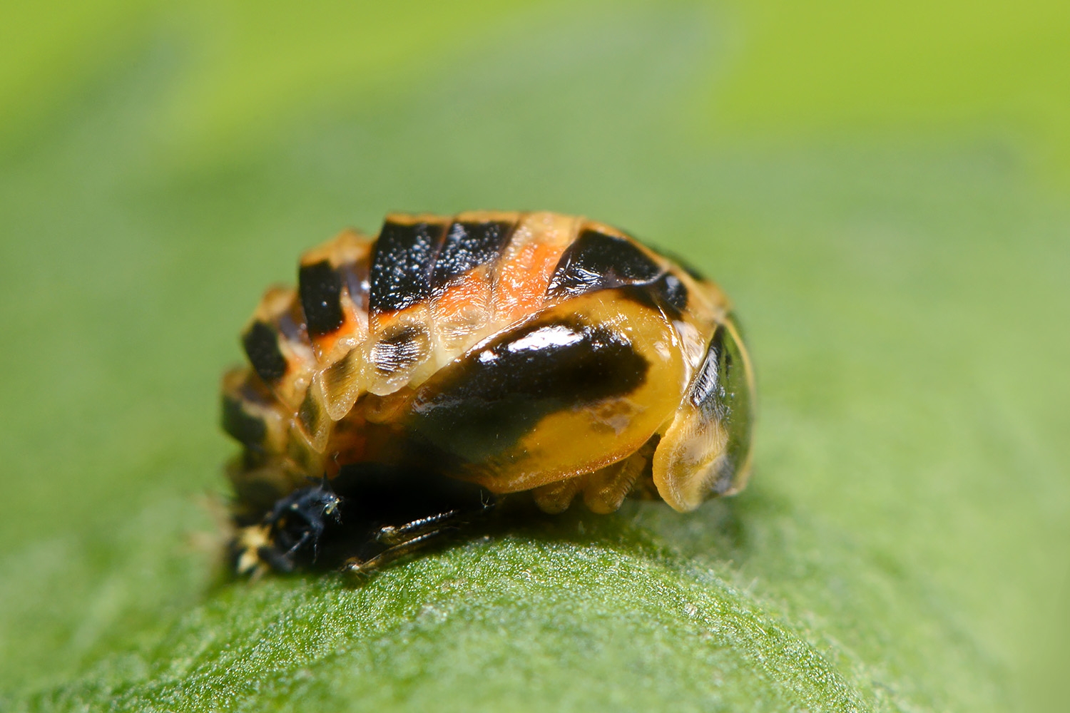 pop aziatisch lieveheersbeestje (harmonia axyridis) 6-2022 3346