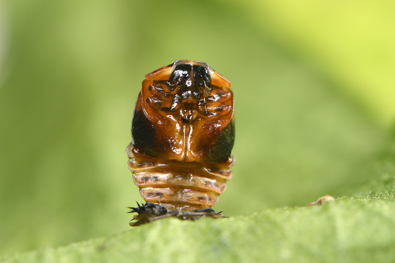 pop aziatisch lieveheersbeestje (harmonia axyridis) 6-2022 3361