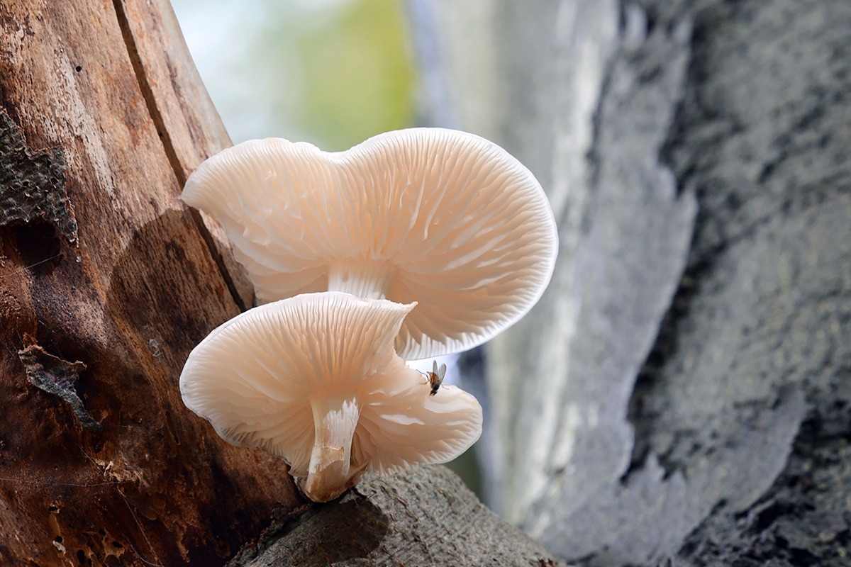 porceleinzwam (Oudemansiella mucida) 10-2020 3717