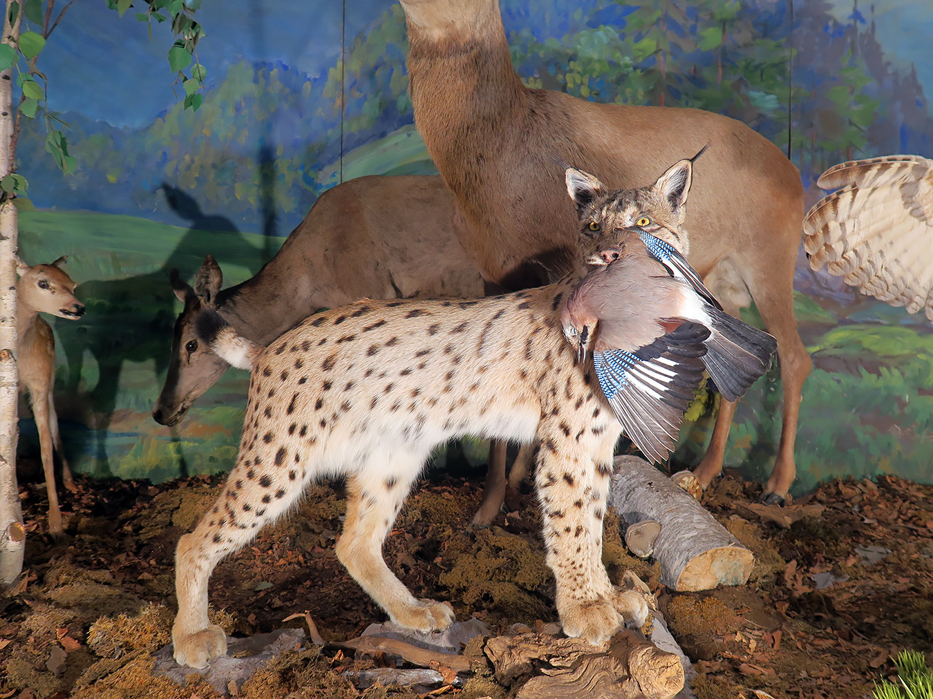 prirodoslovni muzej ljubljana 7-2023 9151