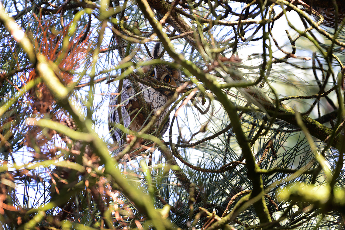 ransuil (asio otus) 1-2019 7543