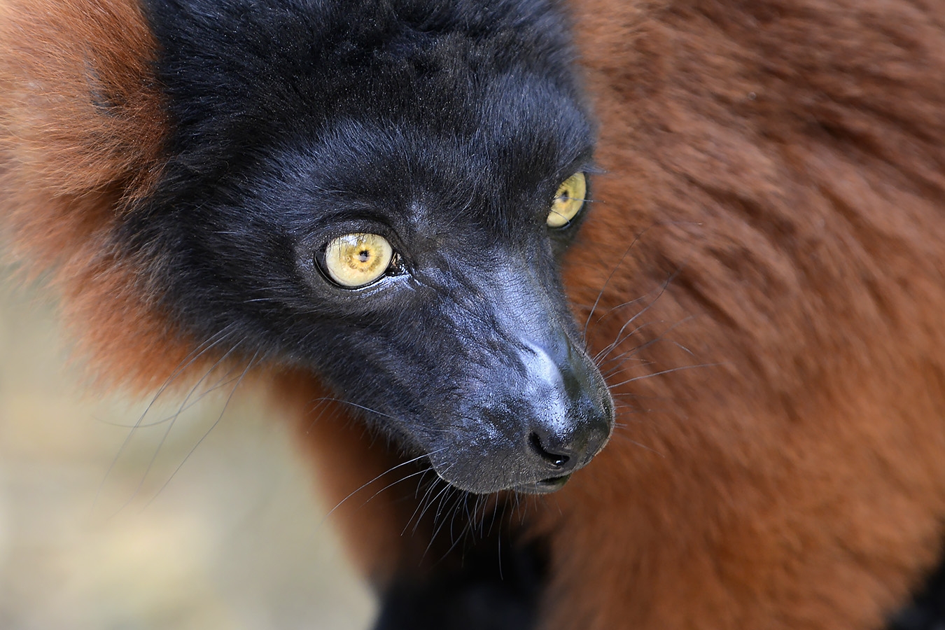 rode vari (varecia rubra) 8-2022 5239