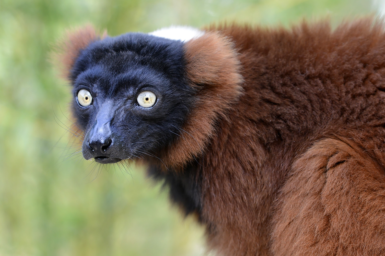 rode vari (varecia rubra) 8-2022 5255