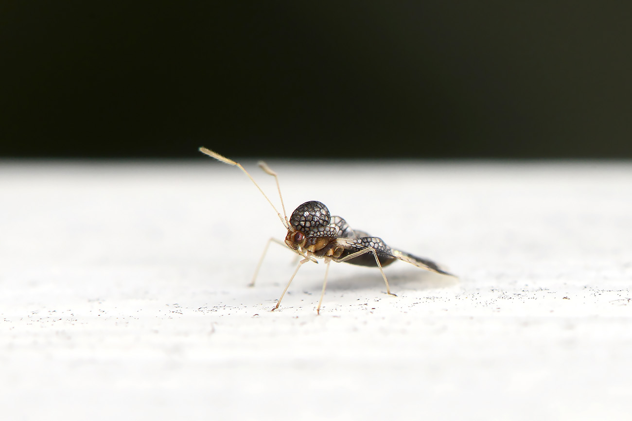 rotsheidenetwants (stephanitis takeyai) 5-2022 2788