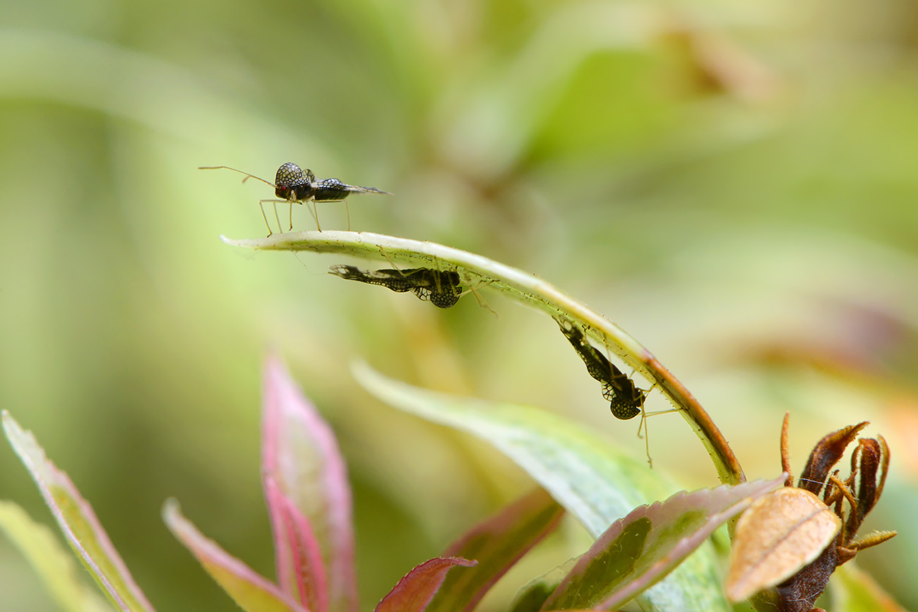 rotsheidenetwants (stephanitis takeyai) 5-2022 2827