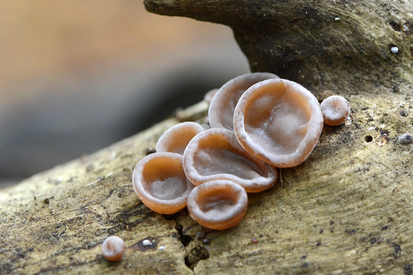 roze knoopzwam (neobulgaria pura) 11-2024 1561