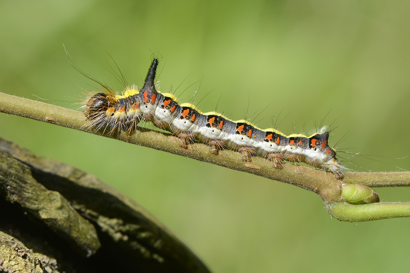 rups psi-uil (acronicta psi) 10-2024 1214