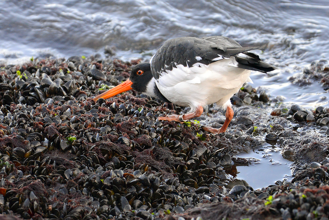 scholekster (Haematopus ostralegus) 2-2019 7982