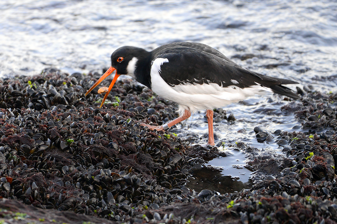 scholekster (Haematopus ostralegus) 2-2019 7993