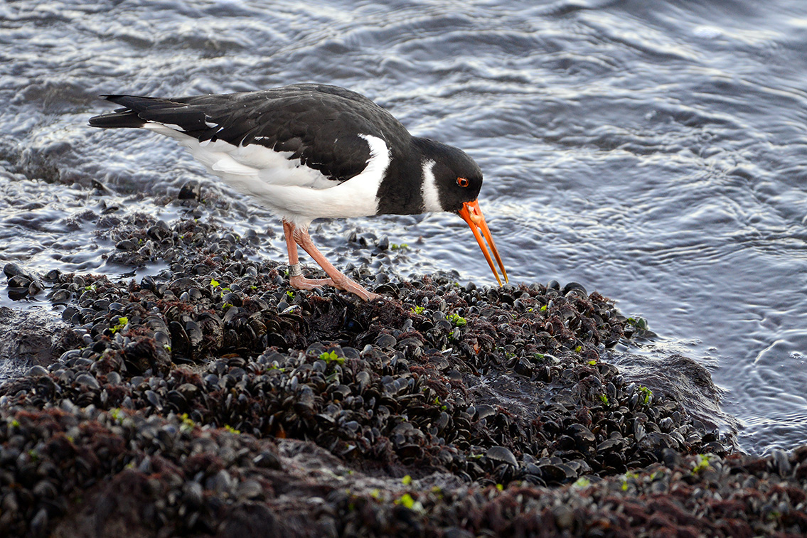 scholekster (Haematopus ostralegus) 2-2019 8006