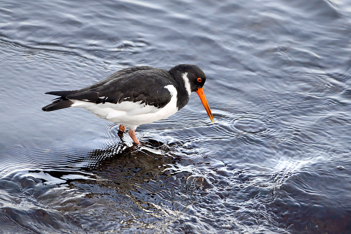 scholekster (Haematopus ostralegus) 2-2019 8018