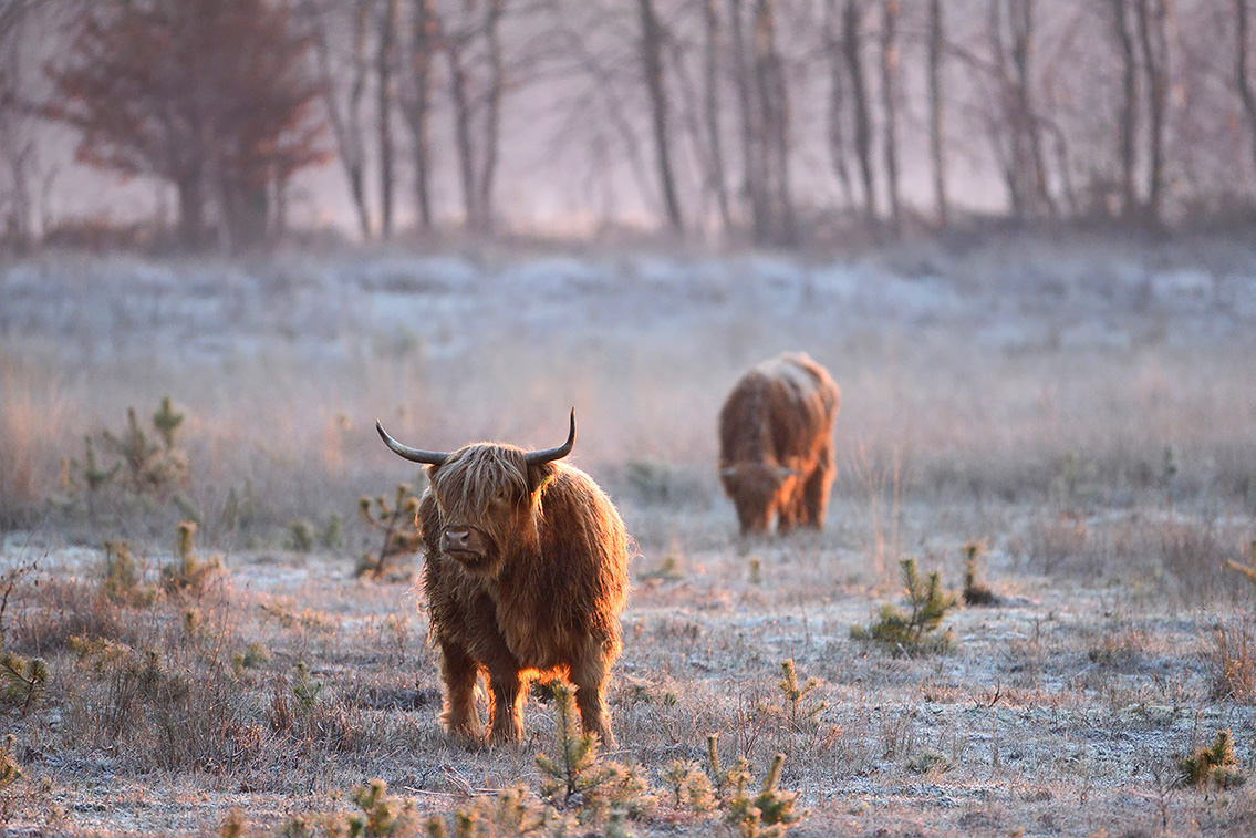 schotse hooglander (Bos taurus) 1-2019 7198