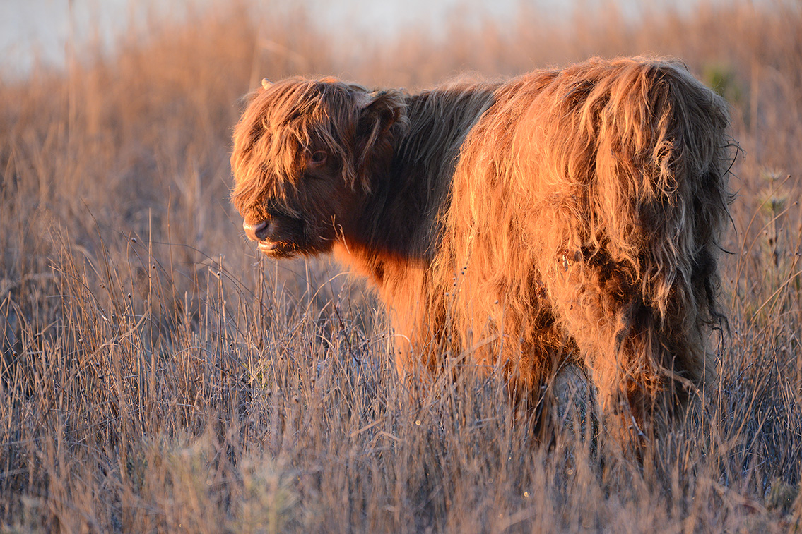 schotse hooglander (Bos taurus) 1-2019 7280