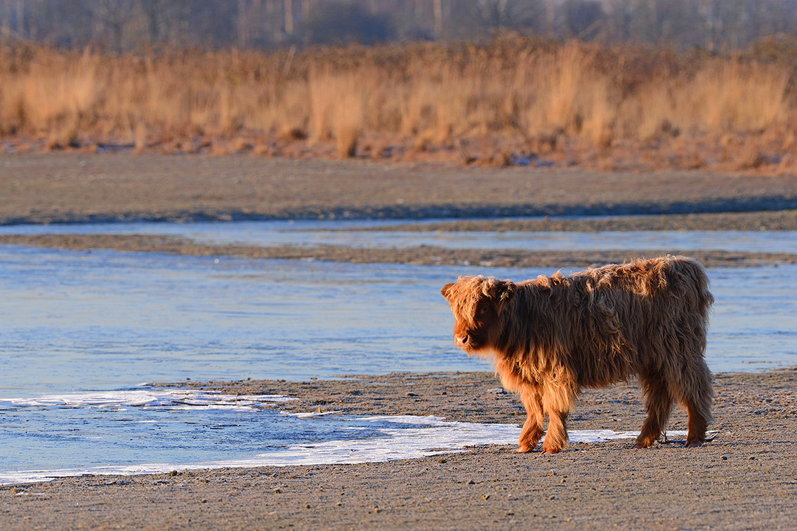 schotse hooglander (Bos taurus) 1-2019 7352
