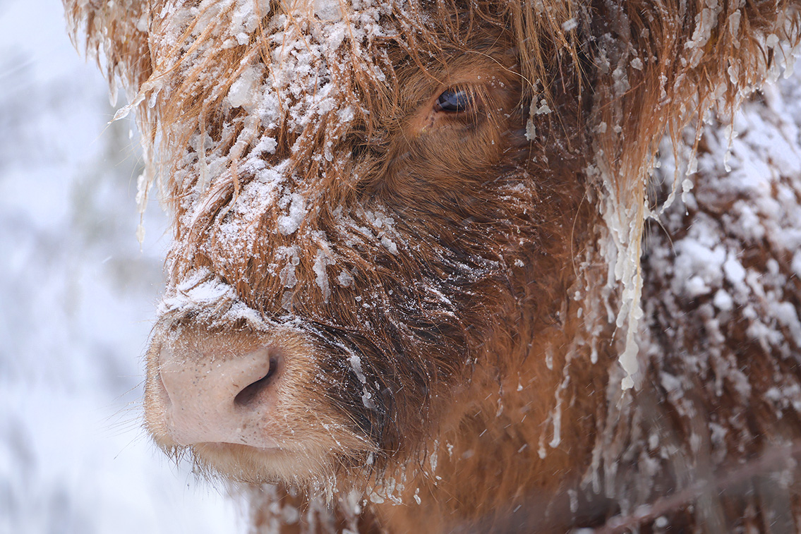 schotse hooglander (Bos taurus) 2-2021 4895