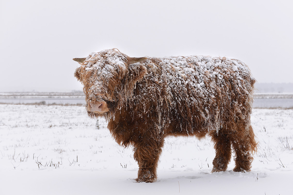 schotse hooglander (Bos taurus) 2-2021 4935