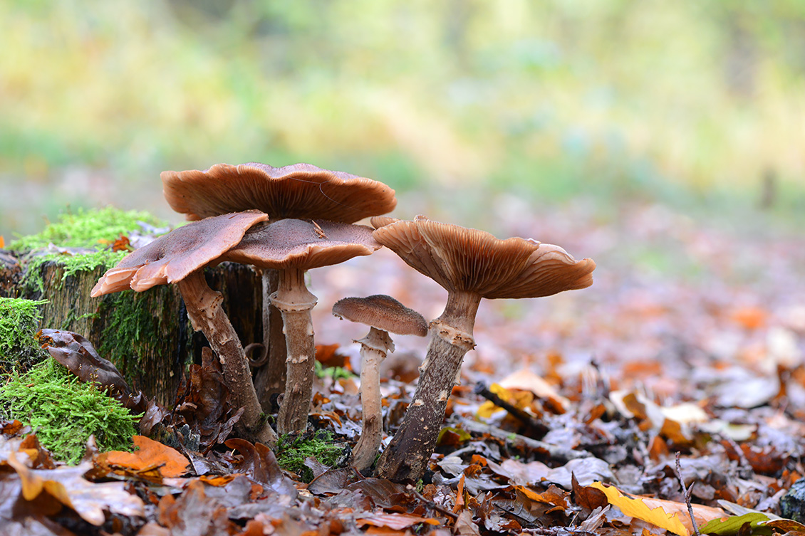 sombere honingzwam (Armillaria ostoyae) 11-2019 0448