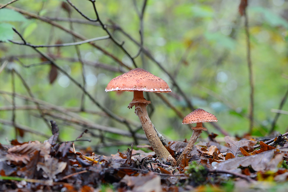 sombere honingzwam (Armillaria ostoyae) 9-2019 0380