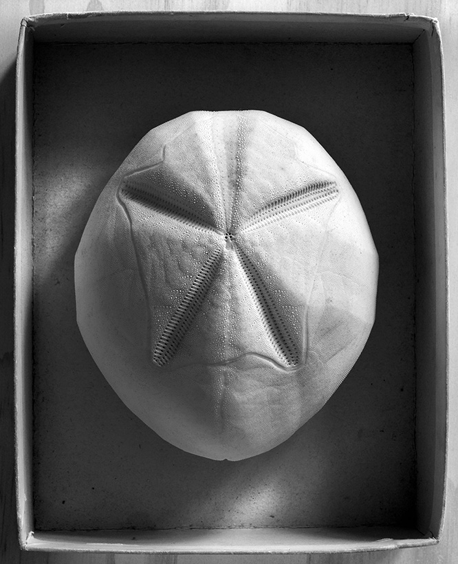 spatangoida sp. 12-2019 0841