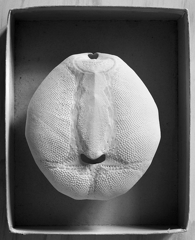 spatangoida sp. 12-2019 0845