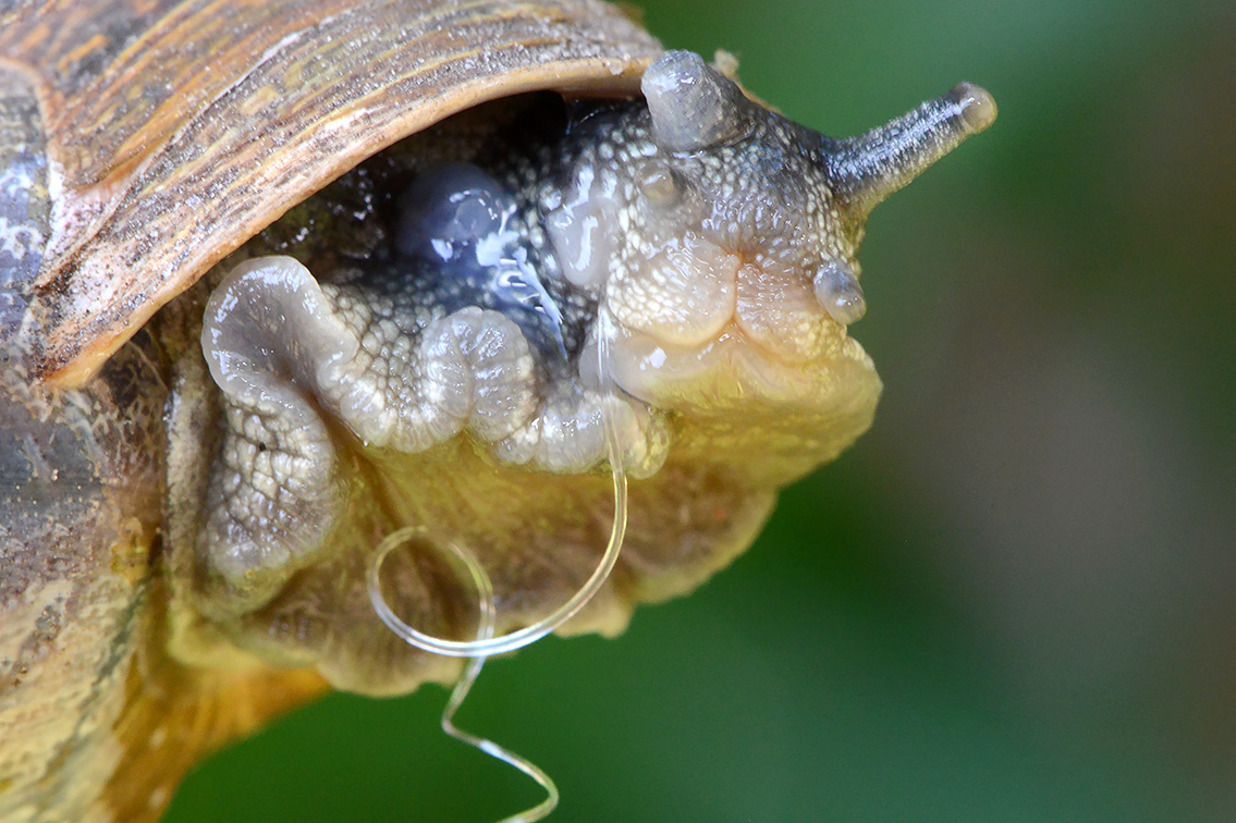 spermatofoor segrijnslak (Cornu aspersum) 7-2021 8103