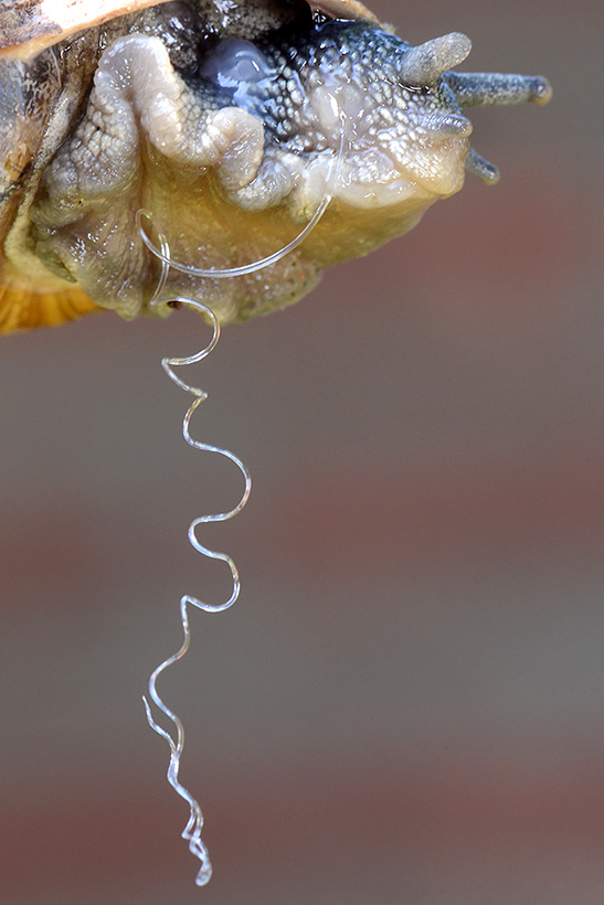 spermatofoor segrijnslak (Cornu aspersum) 7-2021 8104