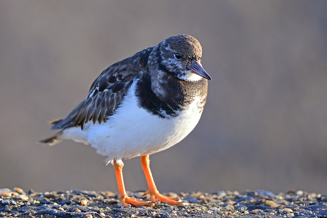 steenloper (Arenaria interpres) 2-2019 8072