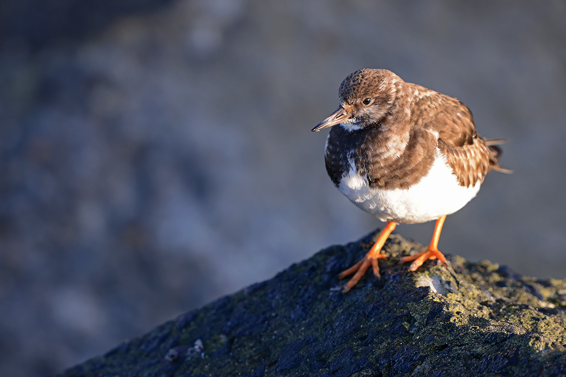 steenloper (Arenaria interpres) 2-2019 8092