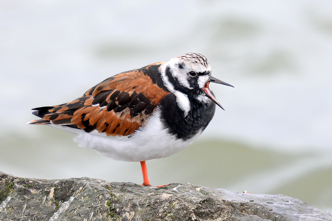 steenloper (Arenaria interpres) 5-2019 9321