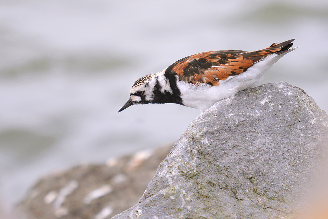 steenloper (Arenaria interpres) 5-2019 9340