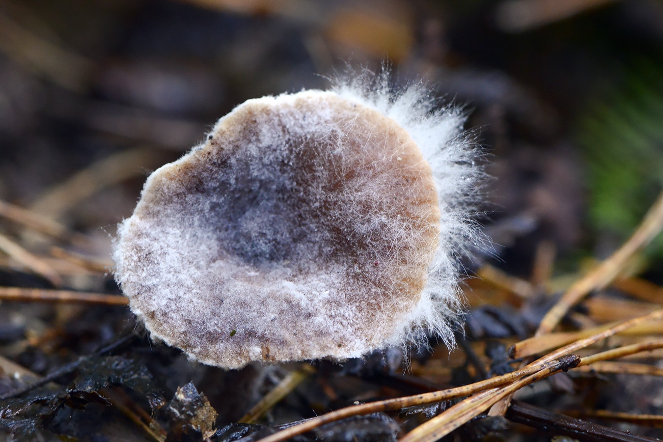 syzygites megalocarpes 10-2024 1448