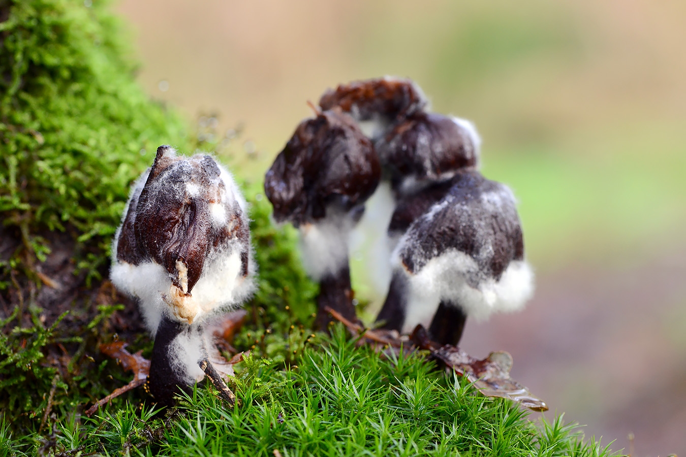 syzygites megalocarpes 11-2019 0341