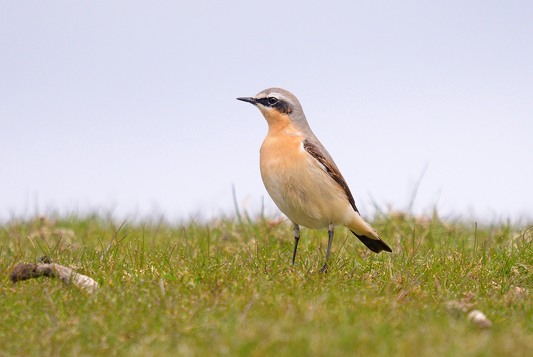 tapuit (Oenanthe oenanthe) 4-2017 0167