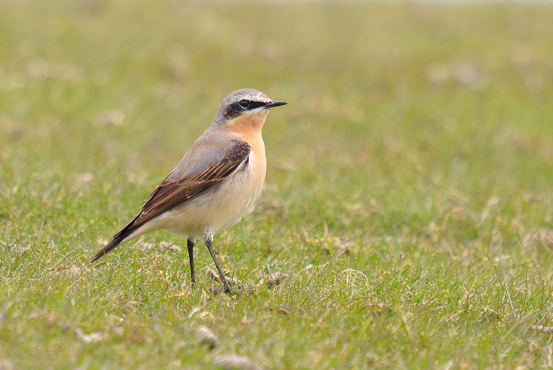 tapuit (Oenanthe oenanthe) 4-2017 0198